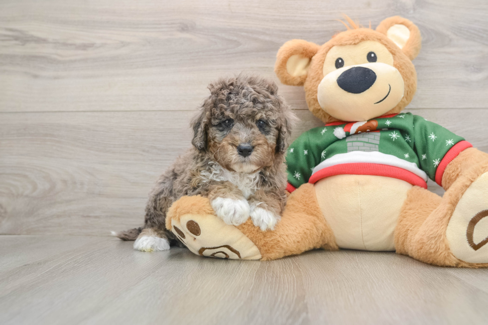 Cute Mini Goldendoodle Baby