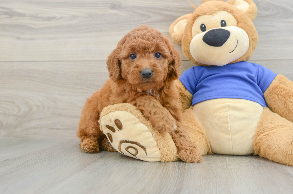 6 week old Mini Goldendoodle Puppy For Sale - Fairfield Furbabies