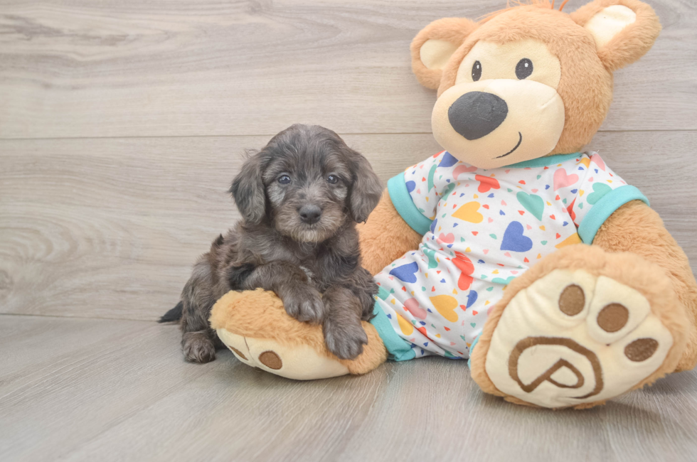 7 week old Mini Goldendoodle Puppy For Sale - Fairfield Furbabies