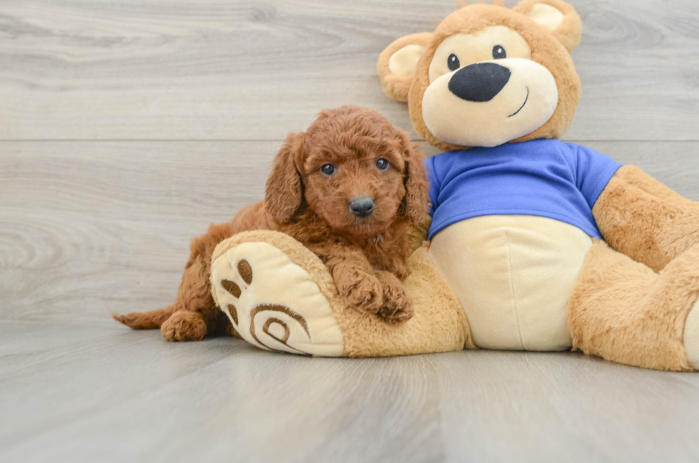 6 week old Mini Goldendoodle Puppy For Sale - Fairfield Furbabies