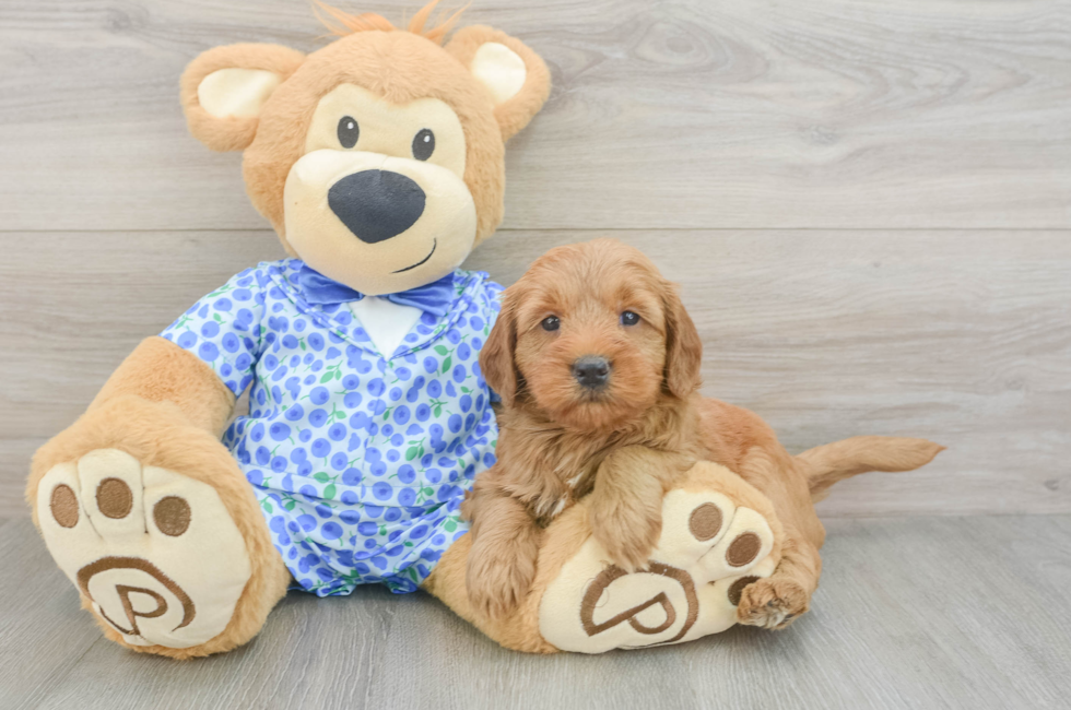5 week old Mini Goldendoodle Puppy For Sale - Fairfield Furbabies