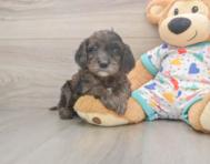 7 week old Mini Goldendoodle Puppy For Sale - Fairfield Furbabies