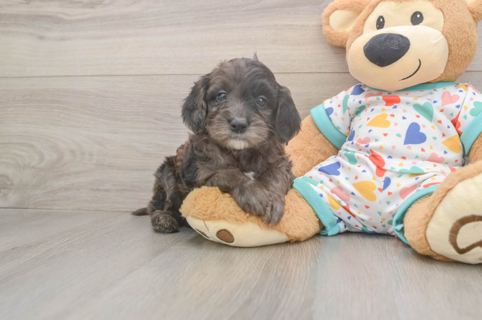 7 week old Mini Goldendoodle Puppy For Sale - Fairfield Furbabies