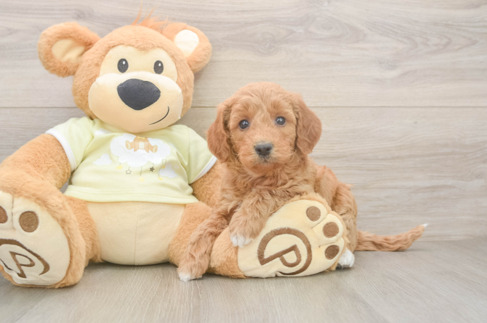 6 week old Mini Goldendoodle Puppy For Sale - Fairfield Furbabies