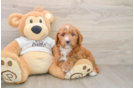 Best Mini Goldendoodle Baby