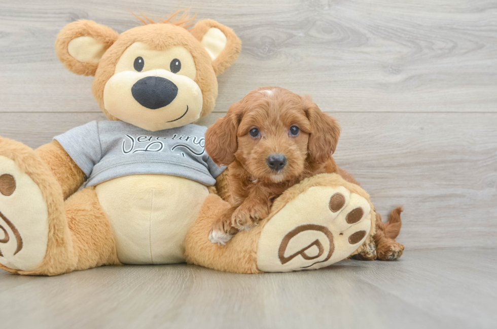 6 week old Mini Goldendoodle Puppy For Sale - Fairfield Furbabies