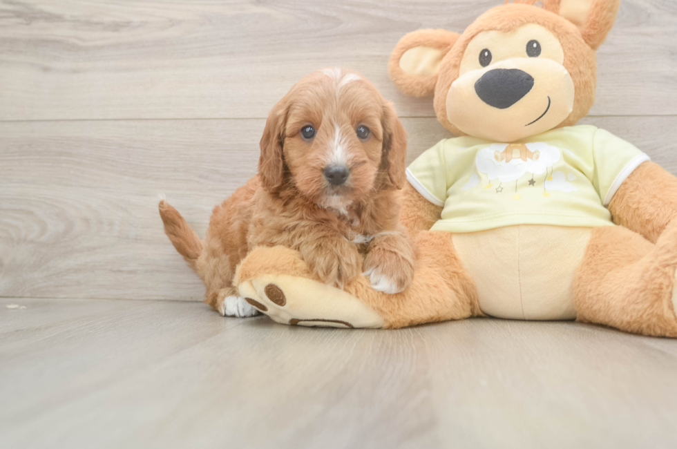 6 week old Mini Goldendoodle Puppy For Sale - Fairfield Furbabies