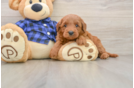 Best Mini Goldendoodle Baby
