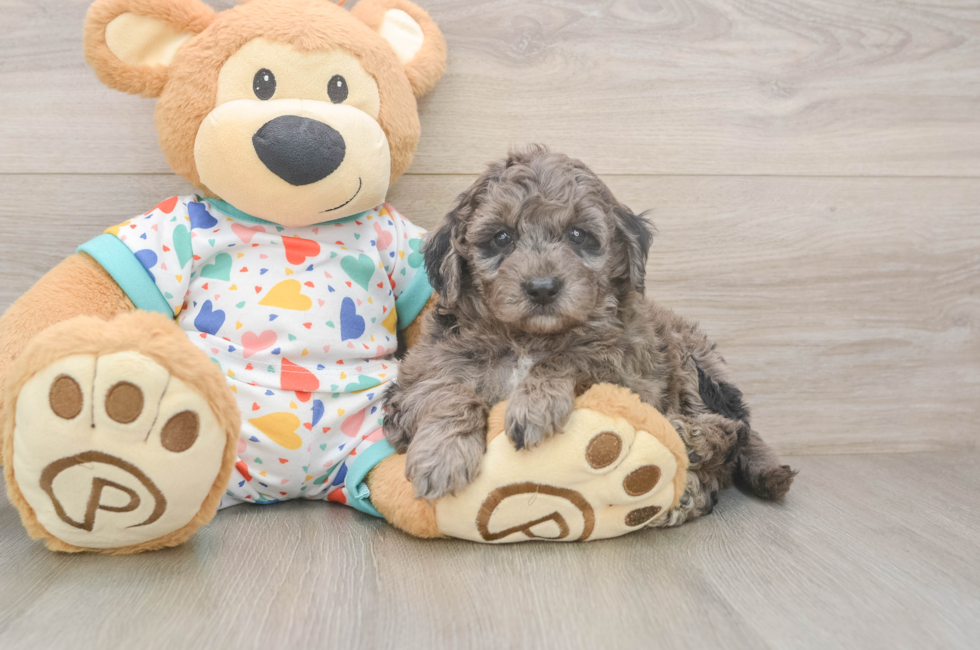 6 week old Mini Goldendoodle Puppy For Sale - Fairfield Furbabies