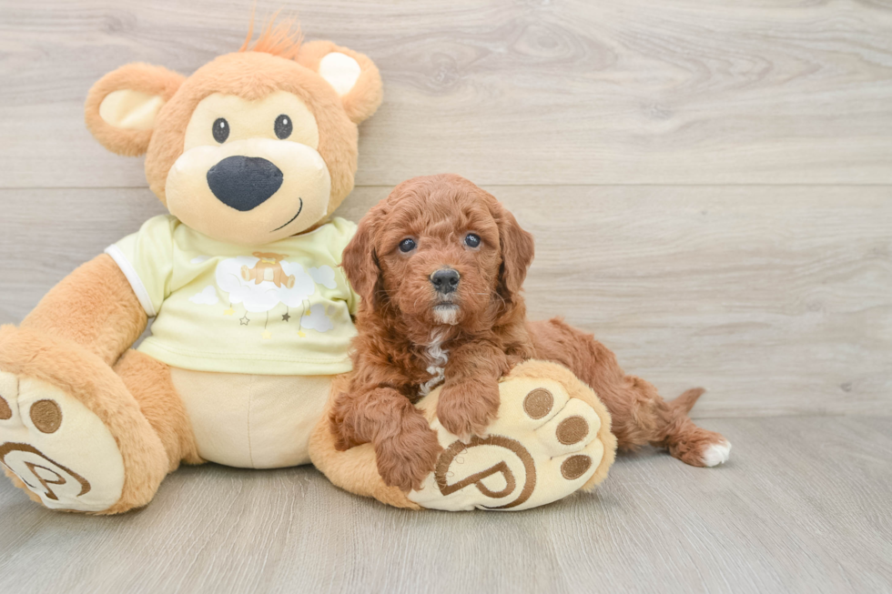 Playful Mini Groodle Poodle Mix Puppy