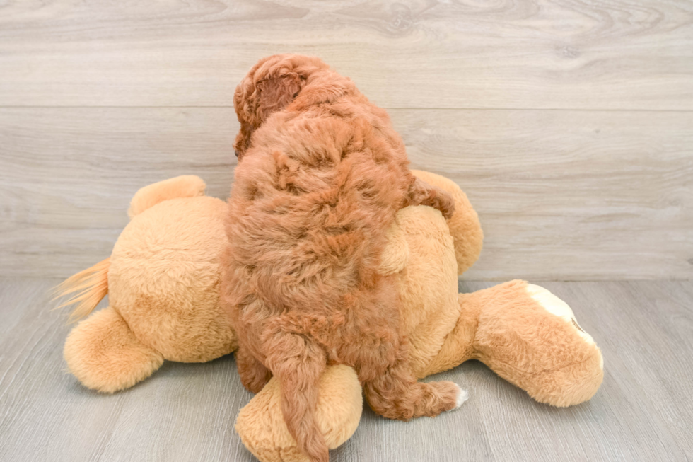 Popular Mini Goldendoodle Poodle Mix Pup