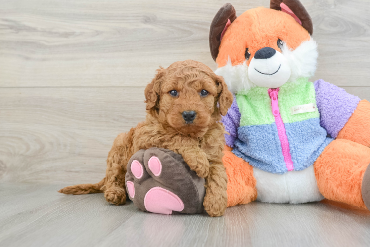 Mini Goldendoodle Puppy for Adoption