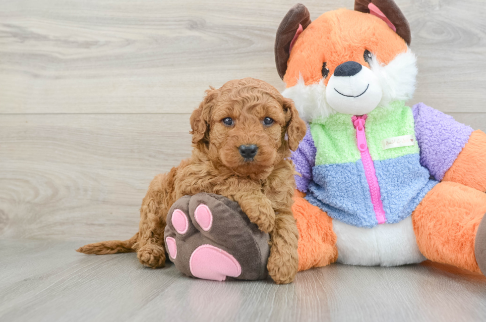 7 week old Mini Goldendoodle Puppy For Sale - Fairfield Furbabies