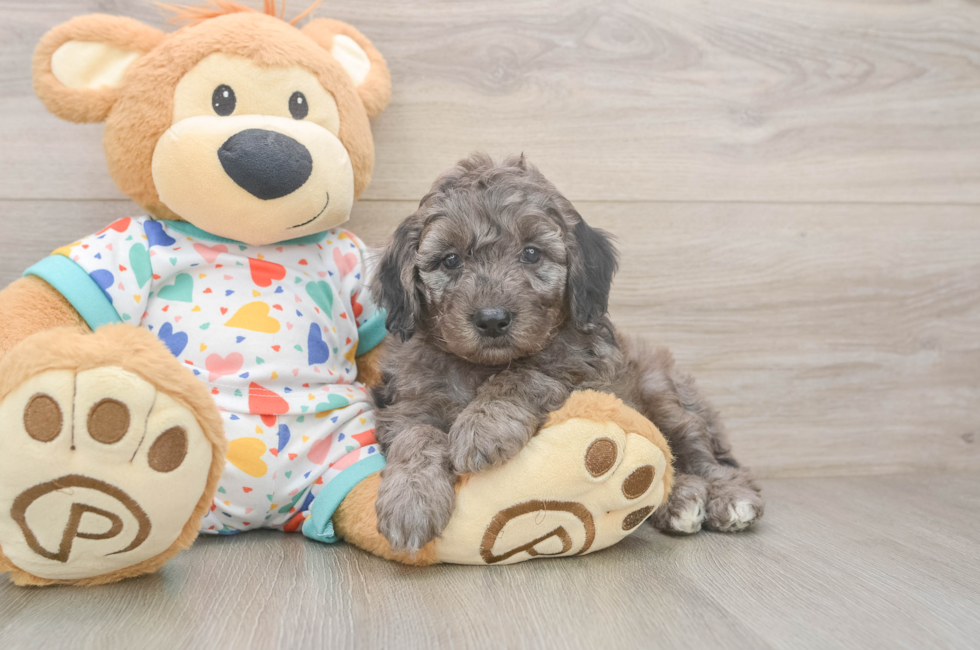 6 week old Mini Goldendoodle Puppy For Sale - Fairfield Furbabies