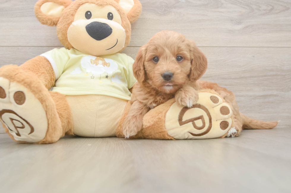 6 week old Mini Goldendoodle Puppy For Sale - Fairfield Furbabies