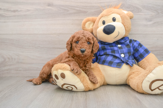 Mini Goldendoodle Pup Being Cute