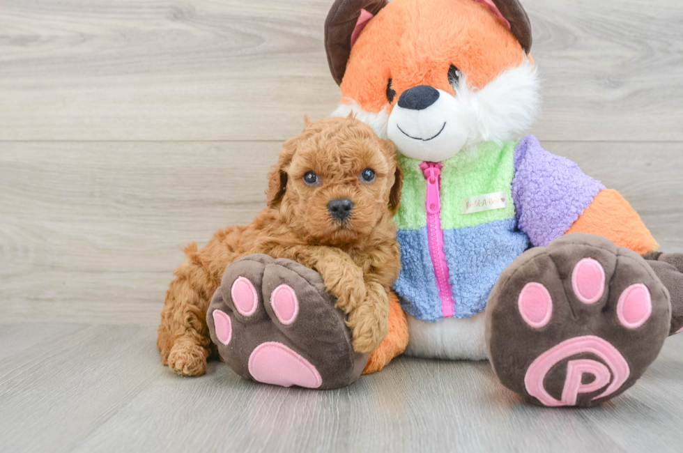 7 week old Mini Goldendoodle Puppy For Sale - Fairfield Furbabies