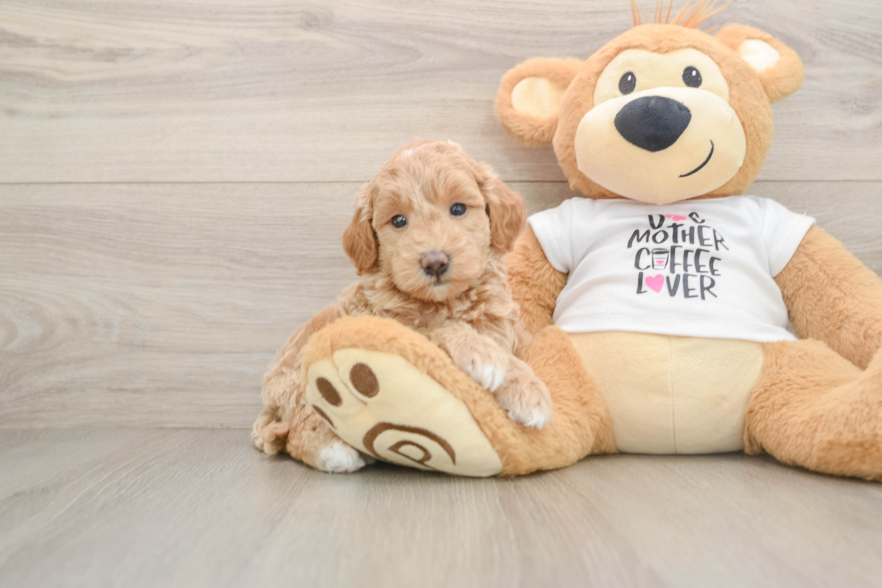 Hypoallergenic Mini Goldiepoo Poodle Mix Puppy
