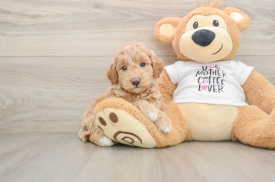 DOMINICA, a Mini Goldendoodle littermate