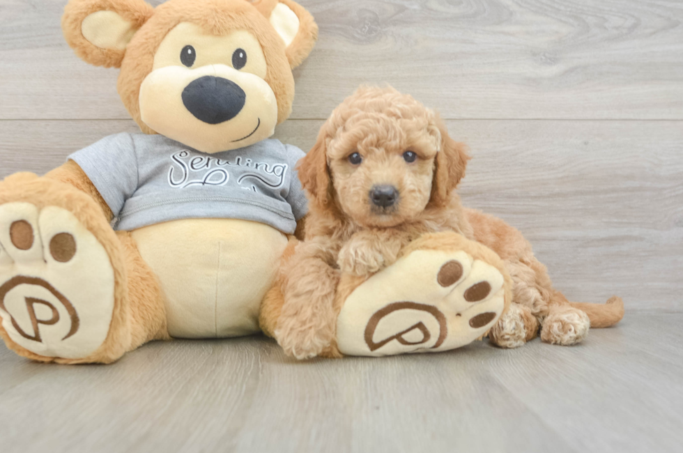 6 week old Mini Goldendoodle Puppy For Sale - Fairfield Furbabies