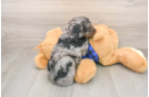 Mini Goldendoodle Pup Being Cute