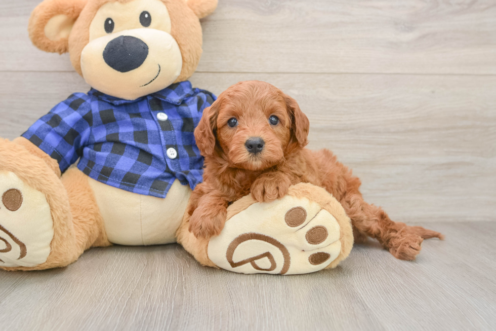 Mini Goldendoodle Pup Being Cute