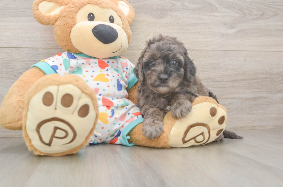 6 week old Mini Goldendoodle Puppy For Sale - Fairfield Furbabies