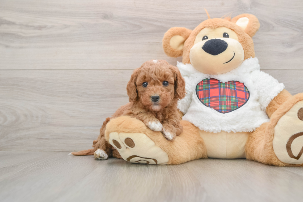 Sweet Mini Goldendoodle Baby