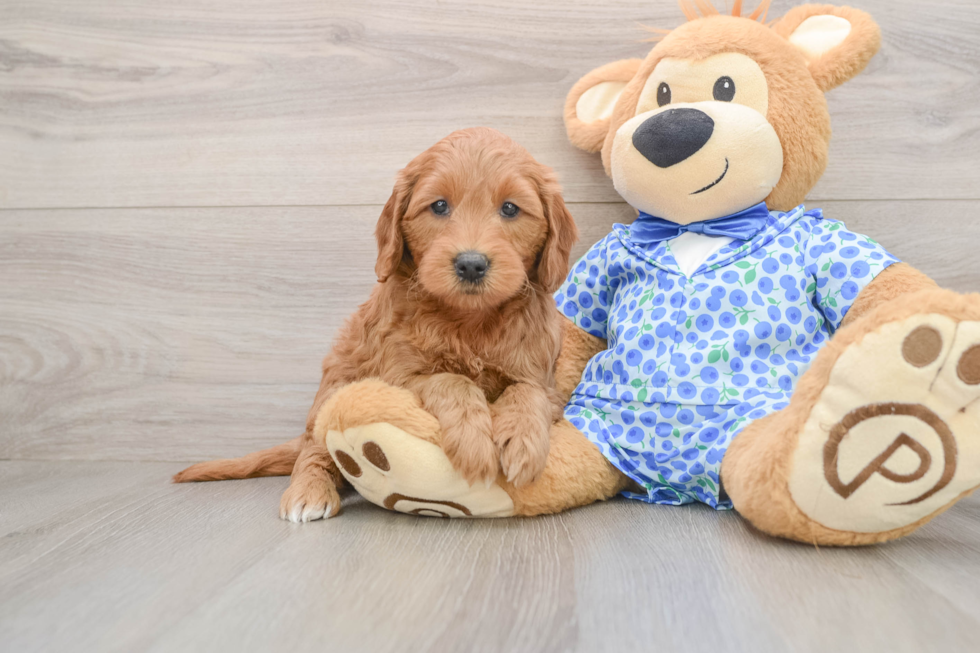 Mini Goldendoodle Pup Being Cute