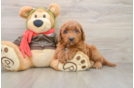 Happy Mini Goldendoodle Baby