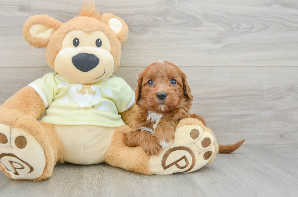 7 week old Mini Goldendoodle Puppy For Sale - Fairfield Furbabies