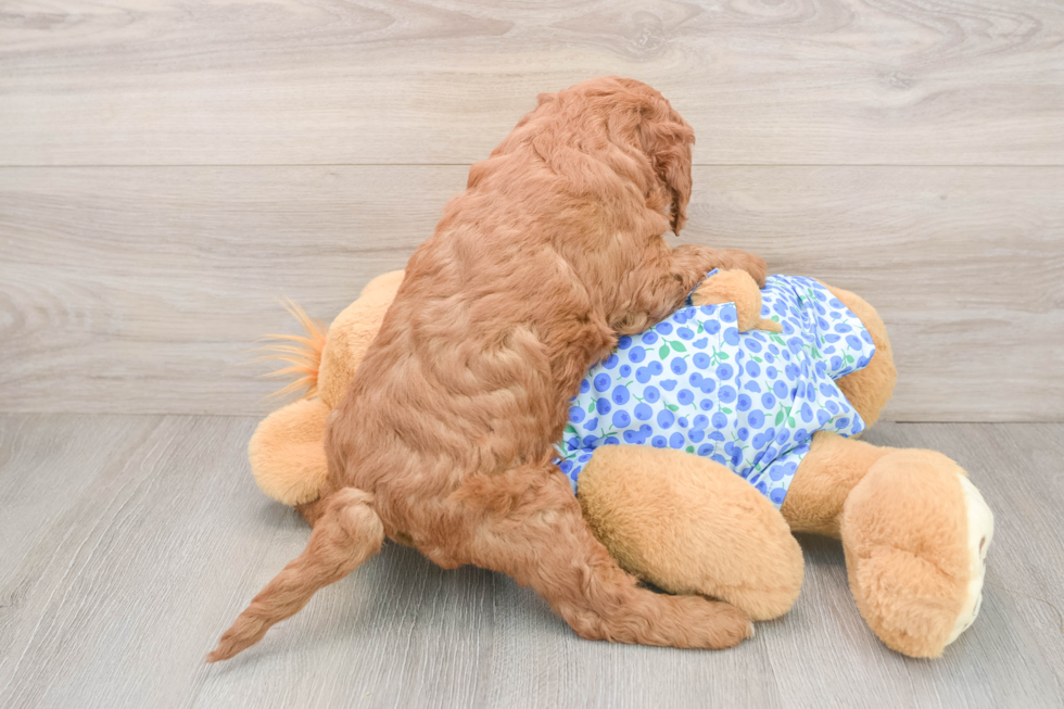 Mini Goldendoodle Pup Being Cute