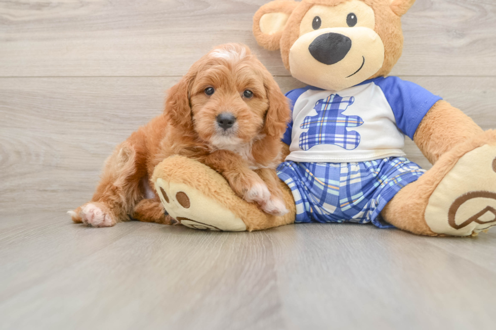 Adorable Golden Retriever Poodle Mix Poodle Mix Puppy