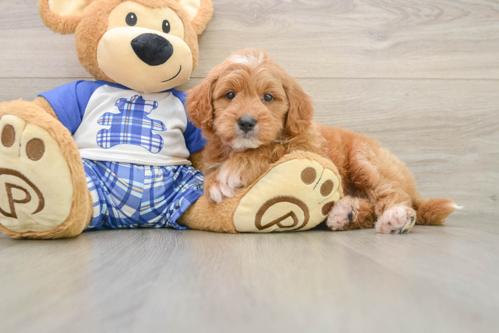 Mini Goldendoodle Pup Being Cute