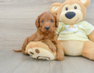 7 week old Mini Goldendoodle Puppy For Sale - Fairfield Furbabies