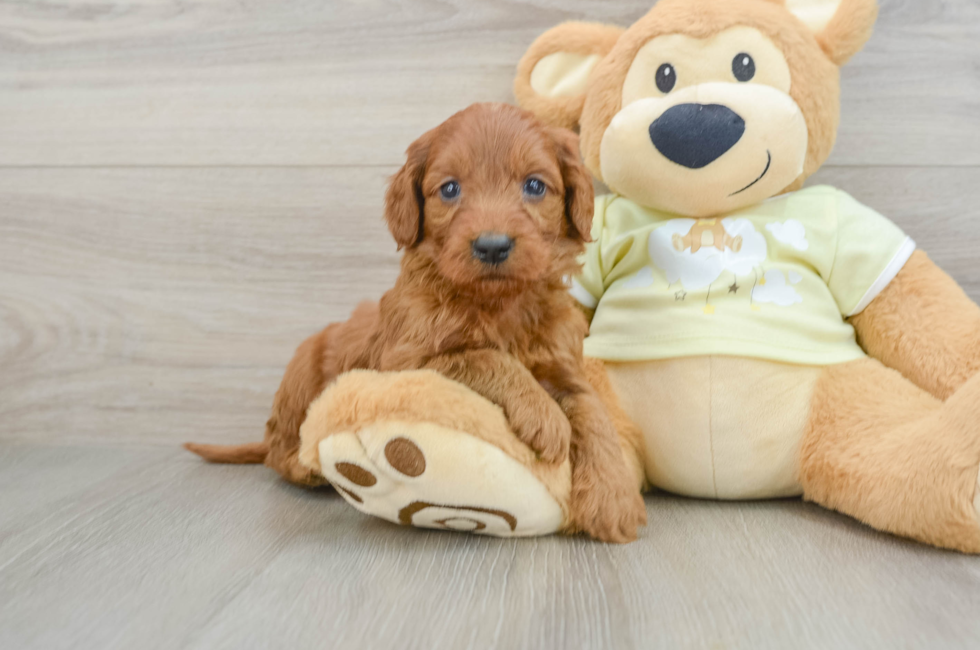 7 week old Mini Goldendoodle Puppy For Sale - Fairfield Furbabies