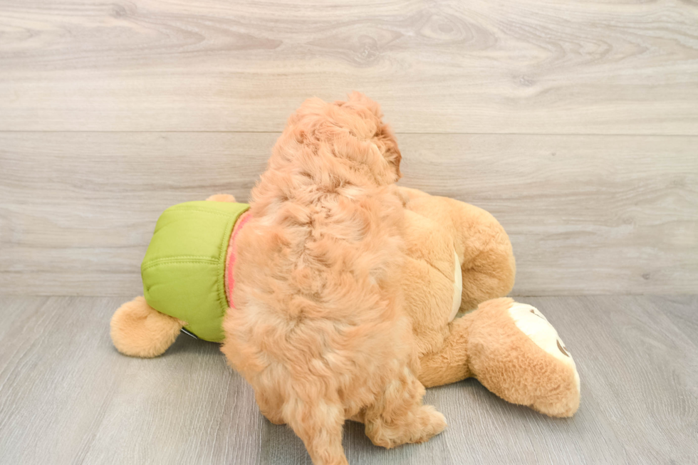 Mini Goldendoodle Puppy for Adoption