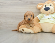 7 week old Mini Goldendoodle Puppy For Sale - Fairfield Furbabies