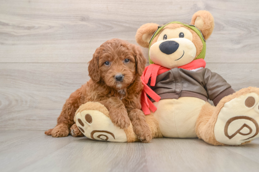 Best Mini Goldendoodle Baby