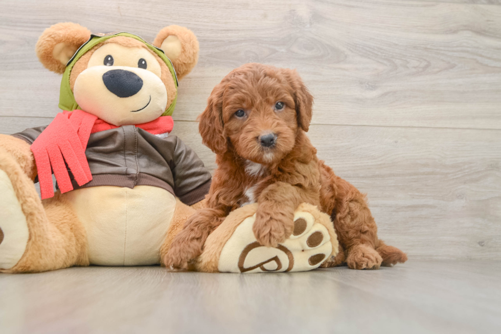 Mini Goldendoodle Puppy for Adoption