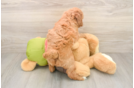 Friendly Mini Goldendoodle Baby