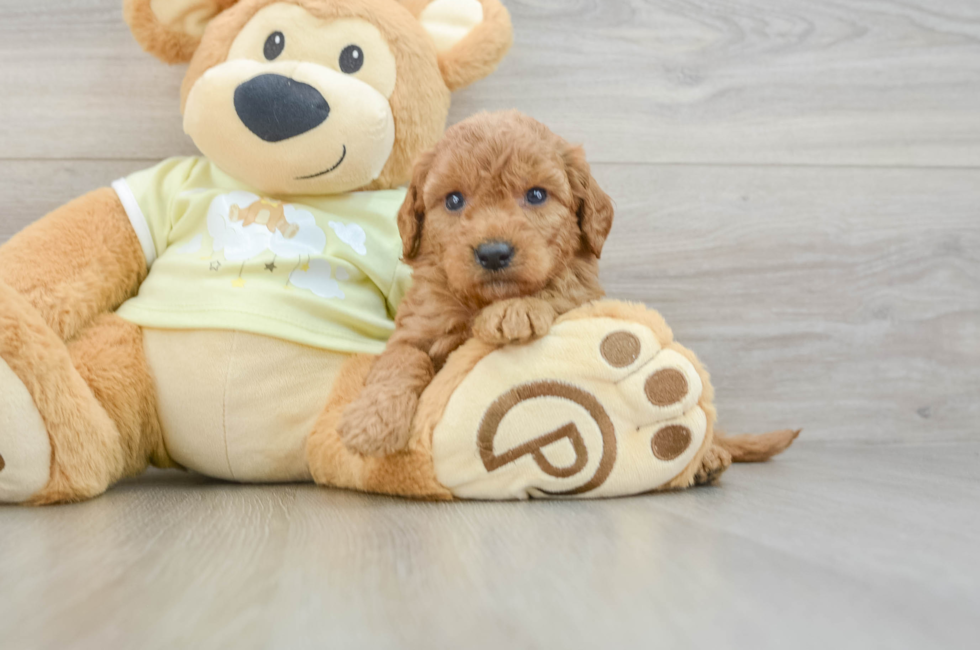 7 week old Mini Goldendoodle Puppy For Sale - Fairfield Furbabies