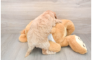 Mini Goldendoodle Puppy for Adoption