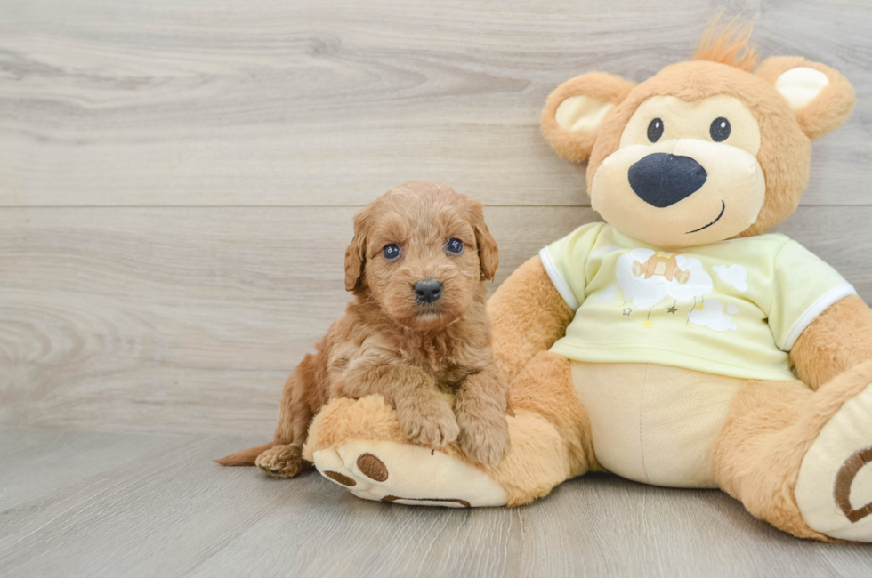 7 week old Mini Goldendoodle Puppy For Sale - Fairfield Furbabies