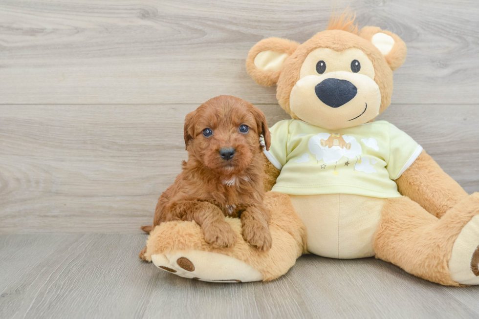 Cute Mini Goldendoodle Baby