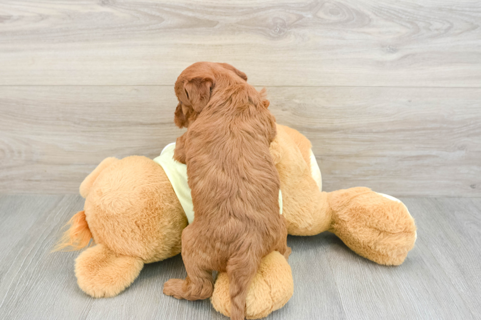 Little Mini Goldenpoo Poodle Mix Puppy