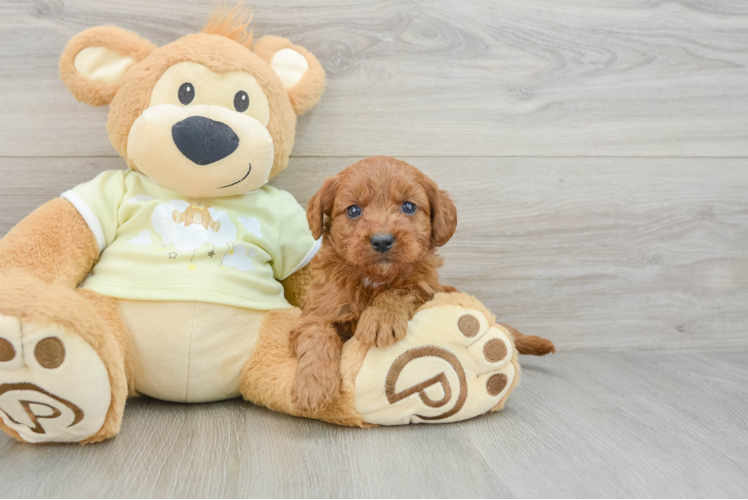 Energetic Golden Doodle Poodle Mix Puppy