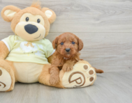 7 week old Mini Goldendoodle Puppy For Sale - Fairfield Furbabies