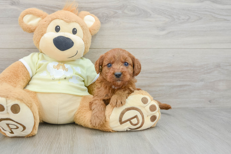 Energetic Golden Doodle Poodle Mix Puppy