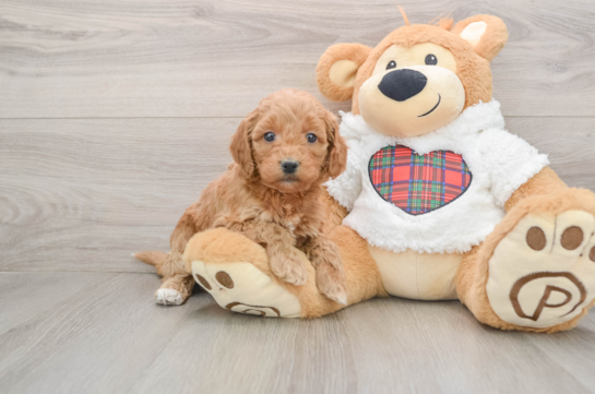Mini Goldendoodle Puppy for Adoption